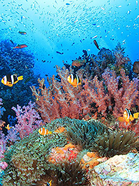 水中景観／クーン9／ショートクルーズ