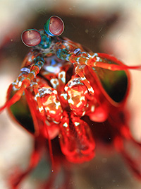 タイガーエッグコーリー／マンタクイーン１／シミランクルーズ