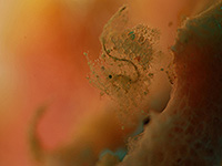 コモド諸島 シュリンプ #2／世界遺産ダイブクルーズ／パヌニー