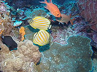 バンダ海 チョウチョウウオ／未知の海域ダイブクルーズ／パヌニー