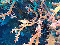 バンダ海 クダゴンベ／未知の海域ダイブクルーズ／パヌニー