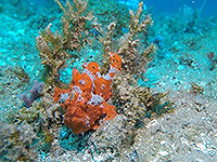 バンダ海 カエルアンコウ／未知の海域ダイブクルーズ／パヌニー