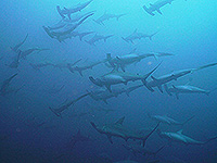 バンダ海 ハンマーヘッドシャークの群れ #4／未知の海域ダイブクルーズ／パヌニー