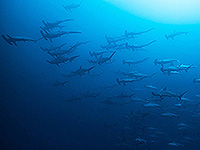 バンダ海 ハンマーヘッドシャークの群れ／未知の海域ダイブクルーズ／パヌニー