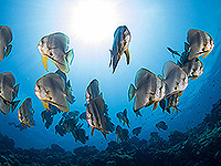 バンダ海 ツバメウオ／未知の海域ダイブクルーズ／パヌニー