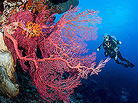 バンダ海 ウミウチワ #2／未知の海域ダイブクルーズ／パヌニー