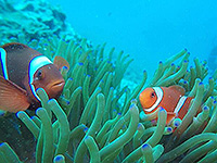 バンダ海 スパインチークアネモネフィッシュ／未知の海域ダイブクルーズ／パヌニー