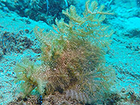 バンダ海 ボロカサゴ／未知の海域ダイブクルーズ／パヌニー