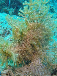 バンダ海 ボロカサゴ／パヌニー／バンダ海未知の海域ダイブクルーズ