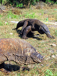 コモドドラゴン／パヌニー／コモド世界遺産ダイブクルーズ