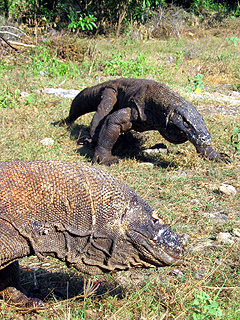 メインイメージ #4／コモド諸島／世界遺産ダイブクルーズ／パヌニー