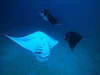 コモド諸島 マンタレイ #3／世界遺産ダイブクルーズ／パヌニー