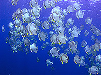 ラジャアンパット ツバメウオの群れ／奇跡の海ダイブクルーズ／パヌニー