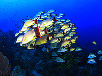 ラジャアンパット 水中景観 #8／奇跡の海ダイブクルーズ／パヌニー