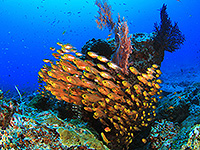 ラジャアンパット 水中景観 #9／奇跡の海ダイブクルーズ／パヌニー