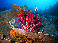 ラジャアンパット 水中景観 #10／奇跡の海ダイブクルーズ／パヌニー