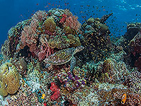 ラジャアンパット 水中景観 #1／奇跡の海ダイブクルーズ／パヌニー