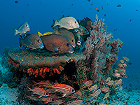 ラジャアンパット 水中景観 #3／奇跡の海ダイブクルーズ／パヌニー