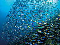 ラジャアンパット フュージリアの群れ／奇跡の海ダイブクルーズ／パヌニー