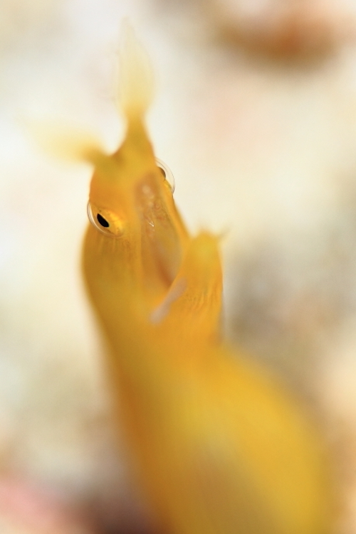 ハナヒゲウツボ／ベラ／シミランクルーズ