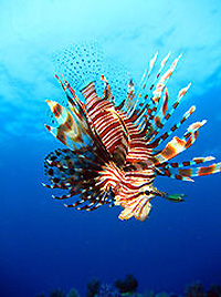 ミノカサゴ／ディープアンダマンクイーン／Similanクルーズ