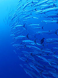 IMAGE/HOBO-YA SIMILAN/DIVE SAFARI/M/V MANTA QUEEN2