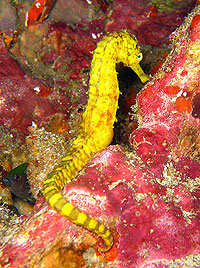 IMAGE/HOBO-YA SIMILAN/DIVE SAFARI/M/V MANTA QUEEN3