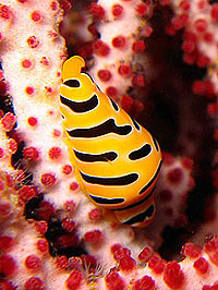 IMAGE/HOBO-YA SIMILAN/DIVE SAFARI/M/V MANTA QUEEN6