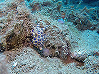 Image #11／Banda Sea／Special trip／MV Panunee