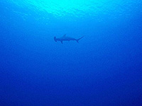 Image #12／Banda Sea／Special trip／MV Panunee