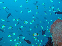 Image #14／Banda Sea／Special trip／MV Panunee