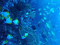 Image #15／Banda Sea／Special trip／MV Panunee