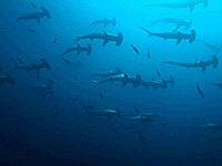 Image #1／Banda Sea／Special trip／MV Panunee