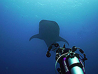 Image #20／Banda Sea／Special trip／MV Panunee