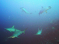 Image #21／Banda Sea／Special trip／MV Panunee