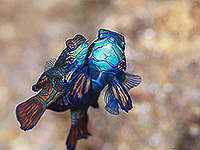 Image #24／Banda Sea／Special trip／MV Panunee