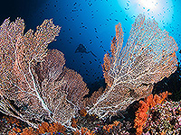 Image #25／Banda Sea／Special trip／MV Panunee