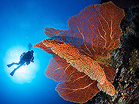 Image #3／Banda Sea／Special trip／MV Panunee