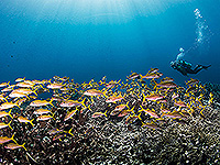 Image #29／Banda Sea／Special trip／MV Panunee