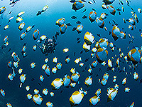 Image #5／Banda Sea／Special trip／MV Panunee