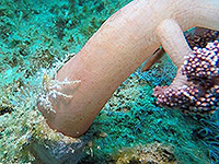 Image #3／Banda Sea／Special trip／MV Panunee