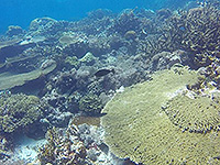 Image #4／Banda Sea／Special trip／MV Panunee