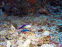 Image #7／Banda Sea／Special trip／MV Panunee