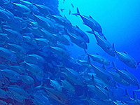 Image #6／Banda Sea／Special trip／MV Panunee