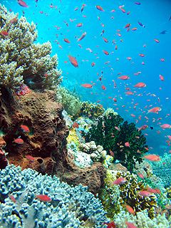 MAIN IMAGE2/HOBO-YA SIMILAN/DIVE SAFARI/SPECIAL TRIP/PANUNEE