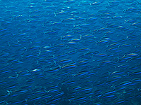 Image #10／Komodo／Special trip／MV Panunee