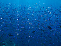 Image #11／Komodo／Special trip／MV Panunee