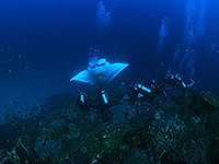 Image #12／Komodo／Special trip／MV Panunee