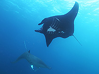 Image #13／Komodo／Special trip／MV Panunee