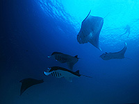 Image #15／Komodo／Special trip／MV Panunee